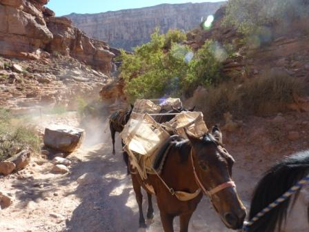Supai Maultiertrail