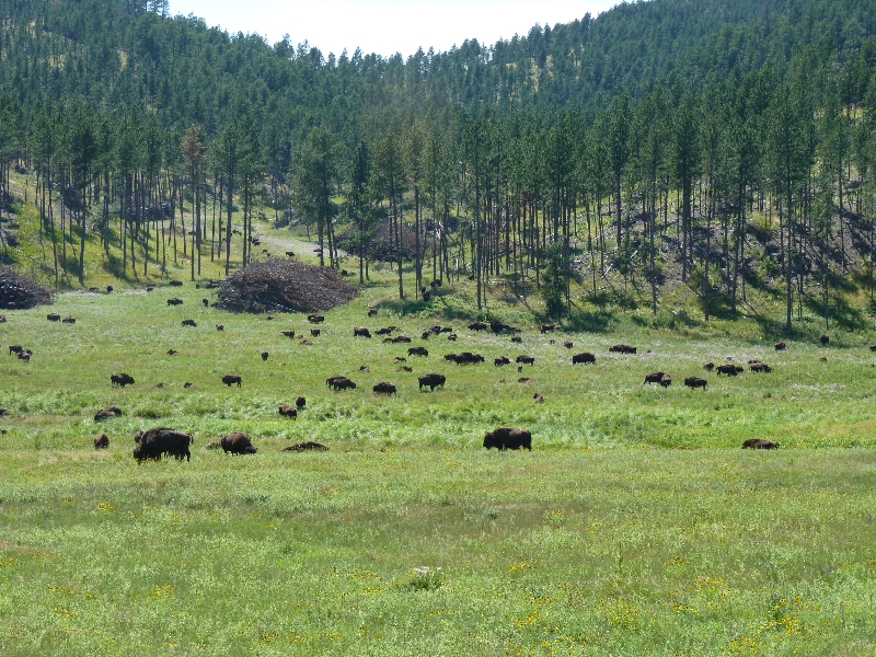 Black Hills