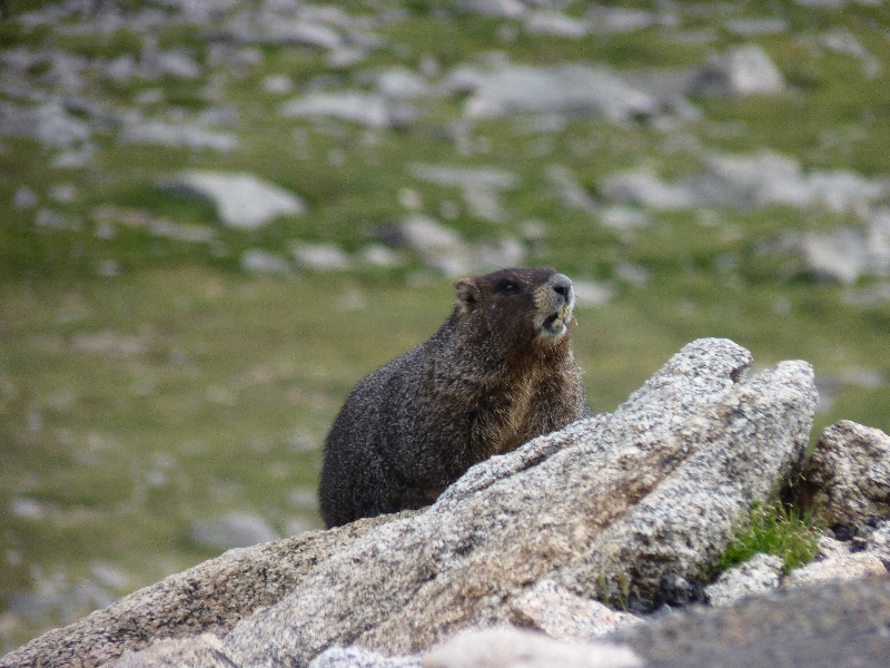 Rocky Mountains1