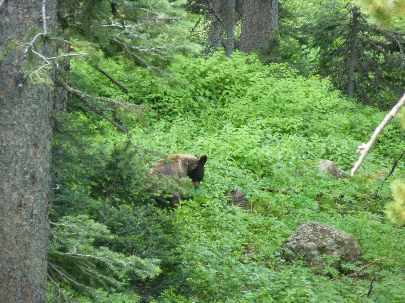 Yellowstone National Park