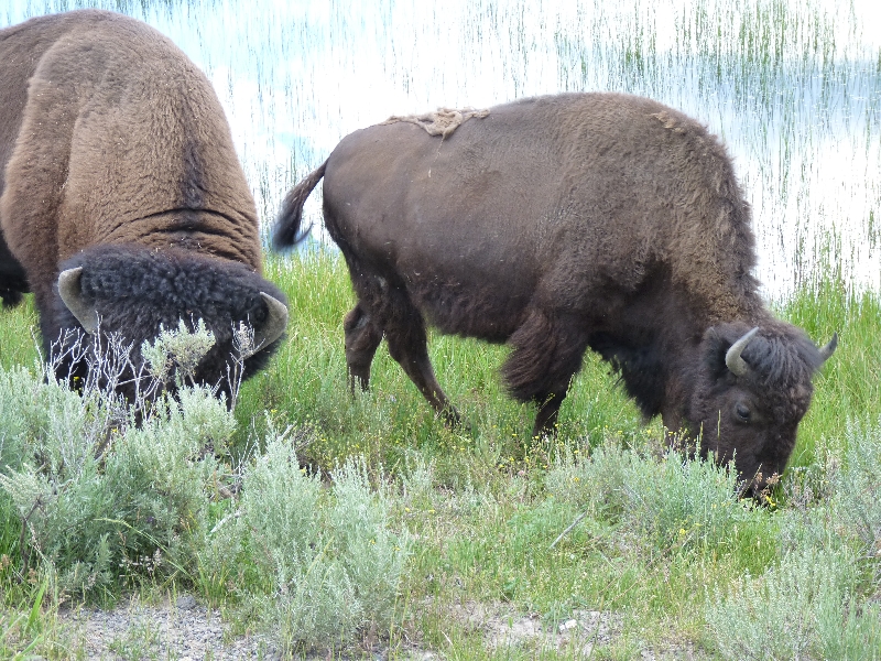 Yellowstone National Park