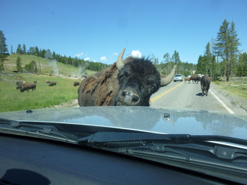 Yellowstone National Park